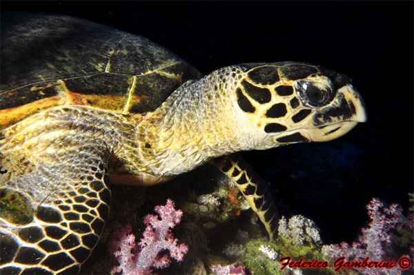 Marine turtle